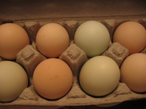 Eggs!